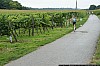 0099 small - Absdorf on the run - Weingartenlauf 2013.jpg