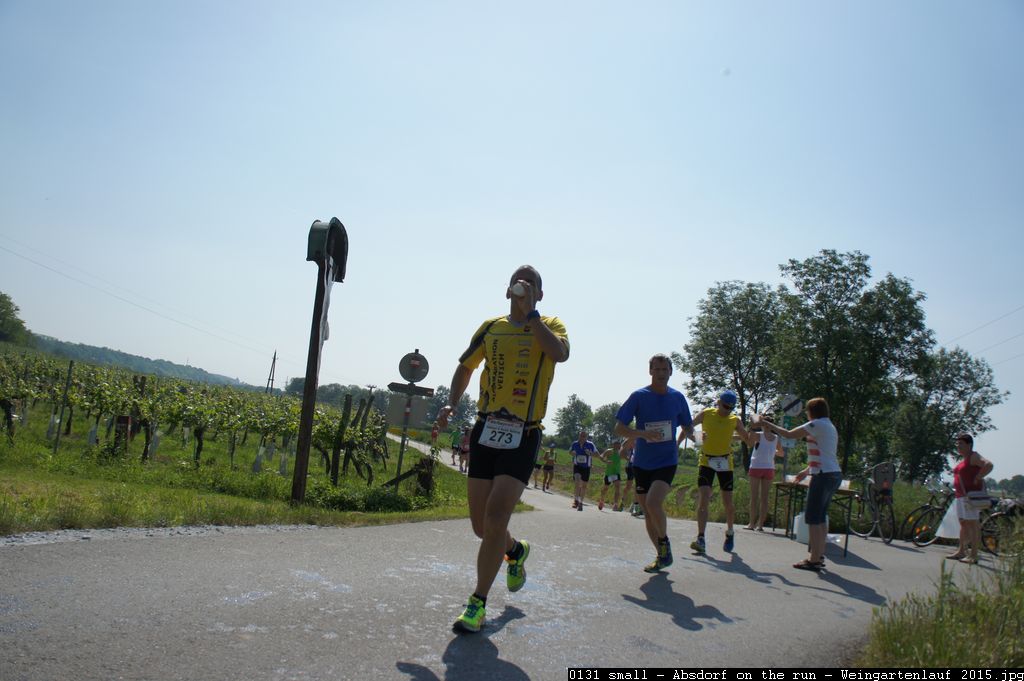 0131 small - Absdorf on the run - Weingartenlauf 2015.jpg