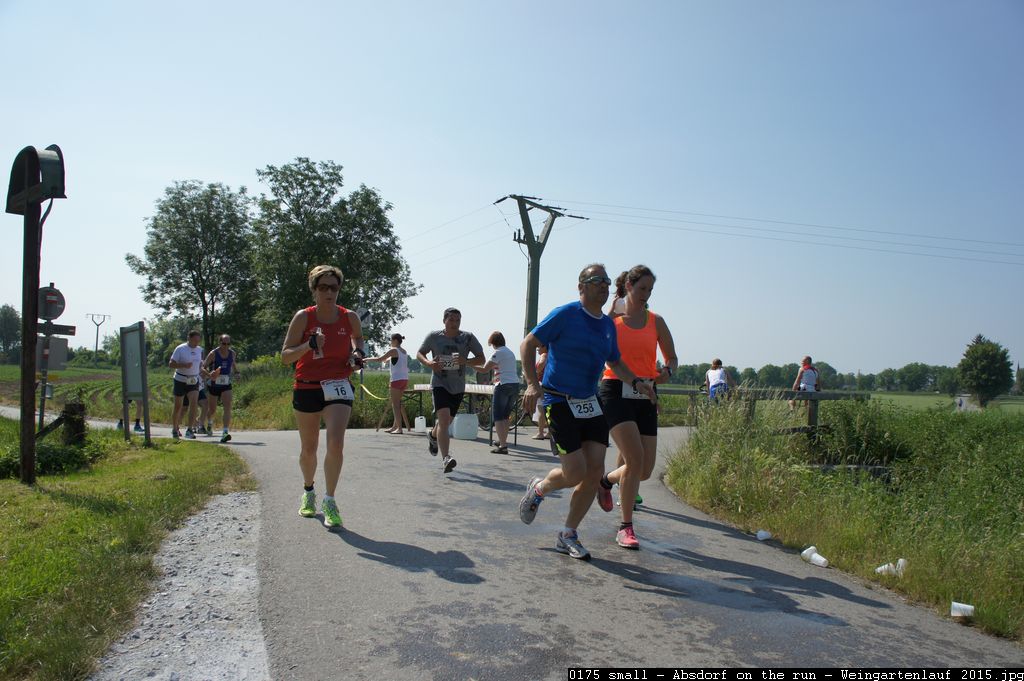 0175 small - Absdorf on the run - Weingartenlauf 2015.jpg