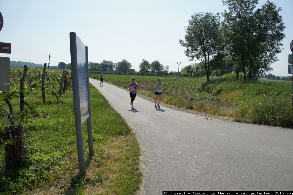 0293 small - Absdorf on the run - Weingartenlauf 2015.jpg
