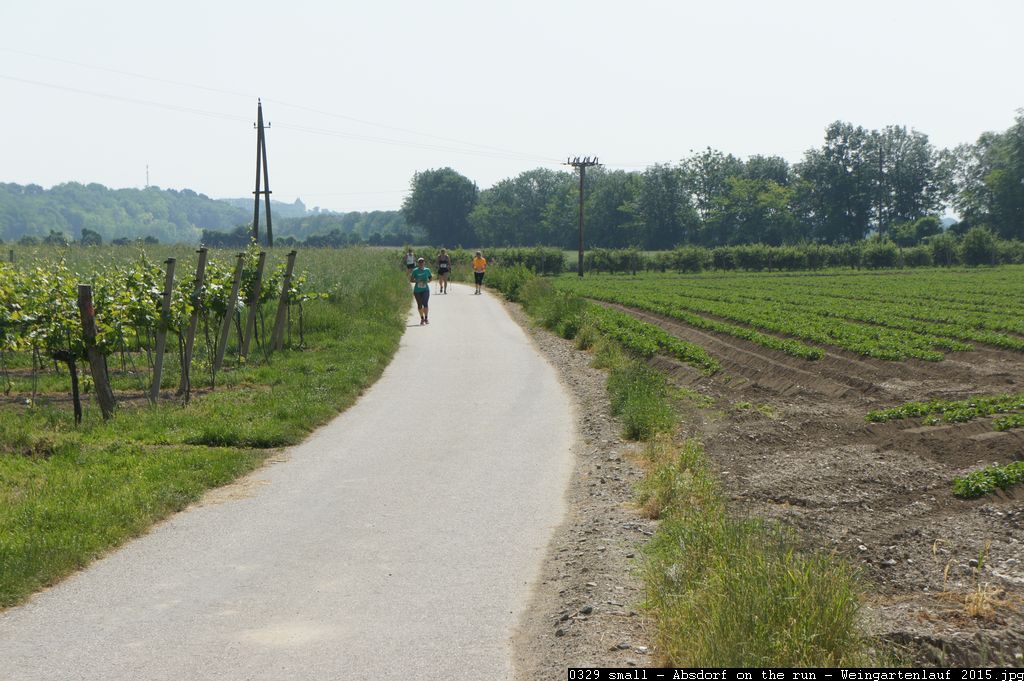 0329 small - Absdorf on the run - Weingartenlauf 2015.jpg