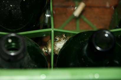 Frosch 2